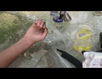 Green chameleon catches eats fly tongue table 