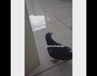 Girl holds rubs pigeon bird against mirror 