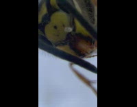 Close up large wasp face inside cup