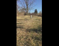 White dog runs towards camera field 