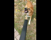 Brown dog plays and tries to bite air coming out of leaf blower, mouth fills with air