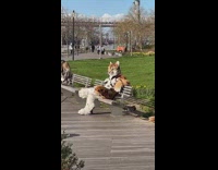 Tiger furry sits on bench 