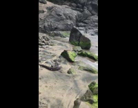 Dead Deep Sea Fish Rots on Seashore