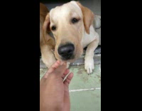 Brown dog bites grass plant guy doorway