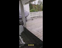 Dog with head through pet door watches guy play with other dog 