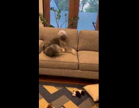Dog rolls on couch dries after bath