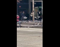 Collab WINY - Flock of pigeons on the ground sidewalk