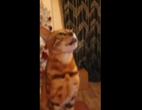 Cat tries to lick sauce on nose