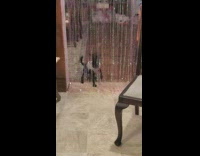 Black puppy jump towards door string decoration