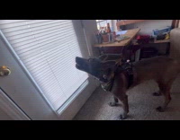 Dog hear siren howl inside house