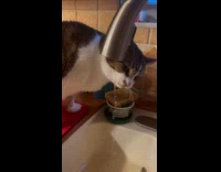 Cat drinks water from the kitchen faucet