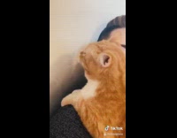 Big orange cat cooter conversation 