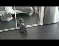 Grey french bulldog puppy jumps mirror reflection 