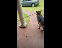 German shepherd dog long stick white column 