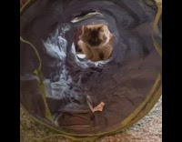 Brown cat lays in grey green tunnel 