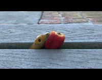 Time Lapse of Yellow slug eat a strawberry wood table