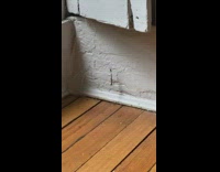 Baby lizard gets caught by spider pt 3