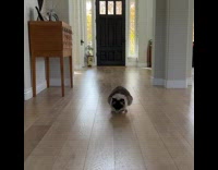 Pet cat catches treat and eats it on the floor