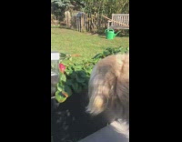 Golden retriever dog picks eats strawberries planter 