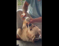 Collab Clips MPUGC - Dog doesnt like paws being groomed 