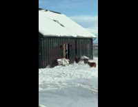 Dog surprised by snow falling off the roof