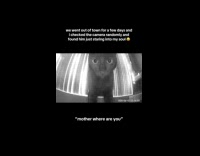 Cat left at home stares at camera