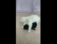 Golden retriever puppy plays with penguin toy 