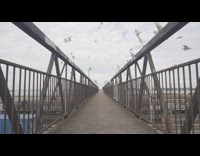 Flock of white birds fly on bridge photographer 