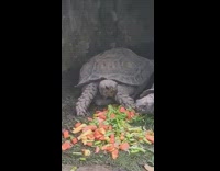 Tortoise bobs its head at zoo vegetables