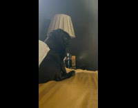 Black pug sits with back toward camera 