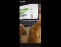 Brown dog with arm on laptop waiting for owner to play video