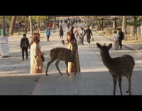 Two women selfie with deer