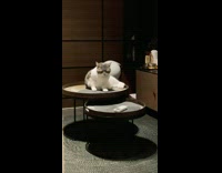 Grey cat sits lays round table yawns