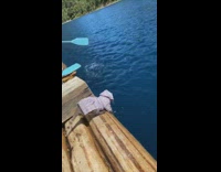 Collab BitchMP - Raccoon on raft with sweater jacket on reaches over to touch water 