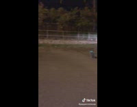 A bunch of cats sitting in street around filmer