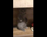 Grey kitten sits upright and waves 