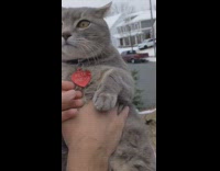 Pete snead cat approaches couple