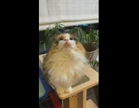 Brown white grey cat wood tower stands 