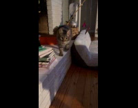 Cat hate and attack when woman sings