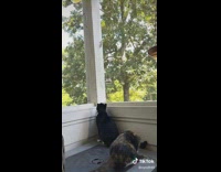 Black cat climbs screen to touch green praying mantis 