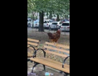 Pet rooster on bench at Brooklyn park