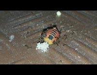 Ants surround dead orange yellow beetle bug 