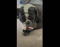 Black and white dog sleeps with tongue out
