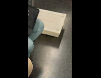 White container with two small rats