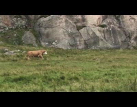 Brown cow plays with badger