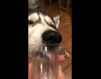 Pet dog licks transparent yogurt cup