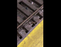 Collab Subway Creatures - Rat take slice of pizza on train tracks