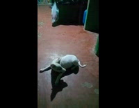 White dog spin around try to bite tail