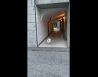 White albino peacock bird park grey tunnel 
