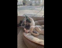 2 cats cuddle near window 